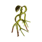 Image produit Les Animaux Fantastiques - Figurine Bowtruckle Articulée 19cm