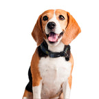 Produktbild Batman Klick-Halsband für Hunde blau