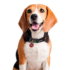 Produktbild Avengers - Comic Heroes Klick-Halsband für Hunde