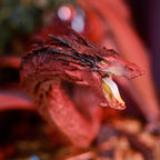 Image produit Le Seigneur des Anneaux - Figurine Smaug