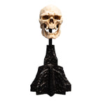 Produktbild Der Herr der Ringe - Skull of a Mordor Orc Mini Statue