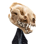 Image produit Le Seigneur des Anneaux Mini statuette Crâne de Warg 20 cm